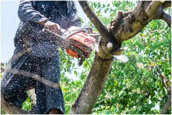 tree services Laguna Heights